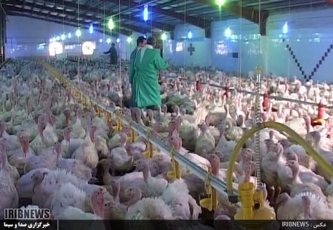 فیل مرغ های گیلان، بر بلندای شاخه تولید کشور