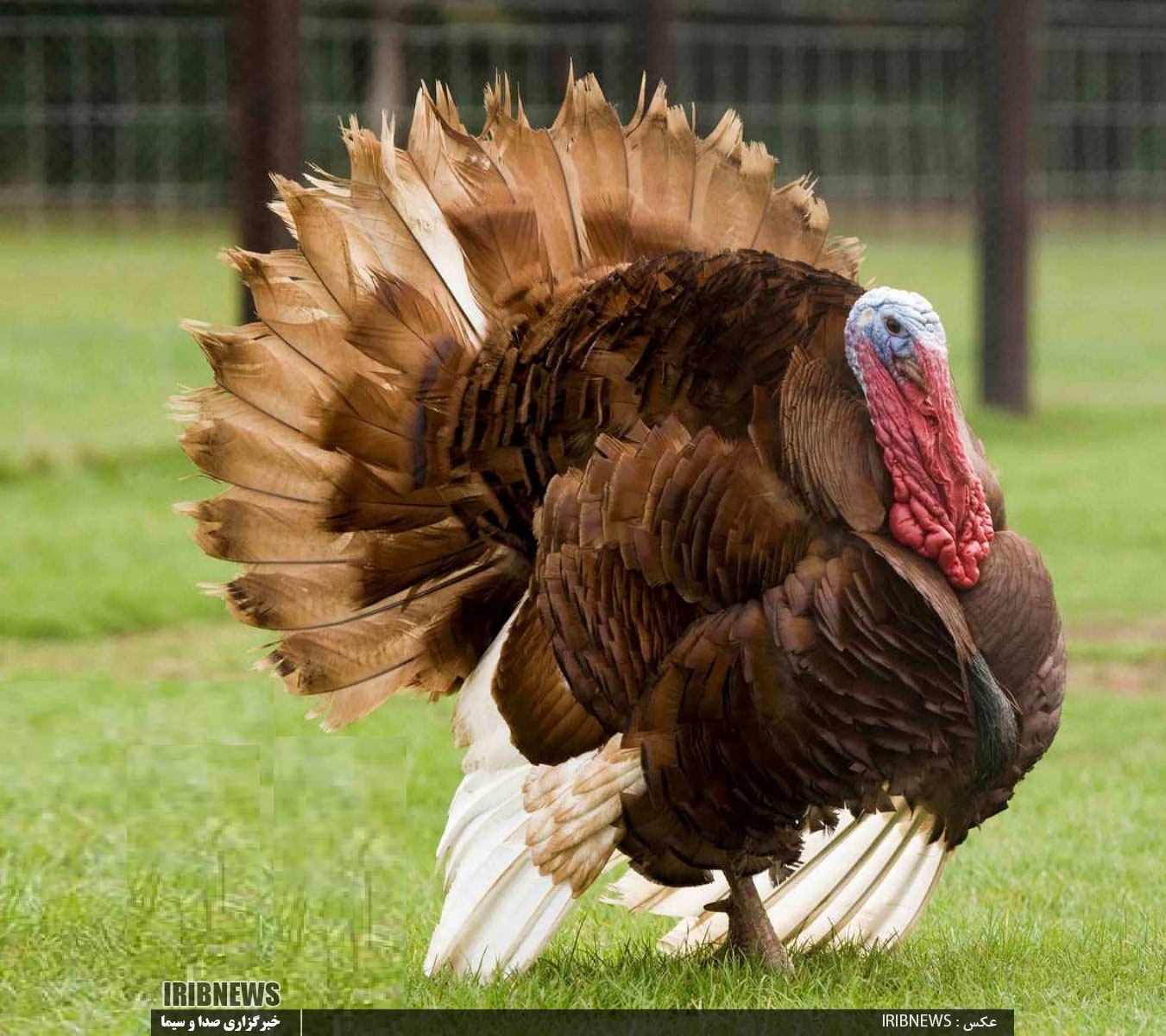 فیل مرغ های گیلان، بر بلندای شاخه تولید کشور