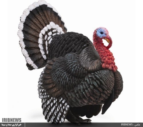 فیل مرغ های گیلان، بر بلندای شاخه تولید کشور