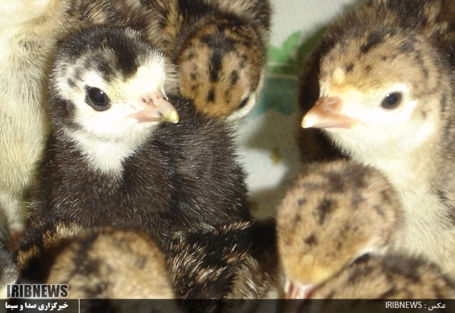 فیل مرغ های گیلان، بر بلندای شاخه تولید کشور