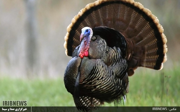 فیل مرغ های گیلان، بر بلندای شاخه تولید کشور