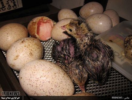 فیل مرغ های گیلان، بر بلندای شاخه تولید کشور