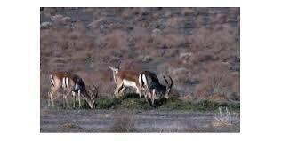 چای آتشی در صبح سرد قرق گاه+آلبوم تصاویر