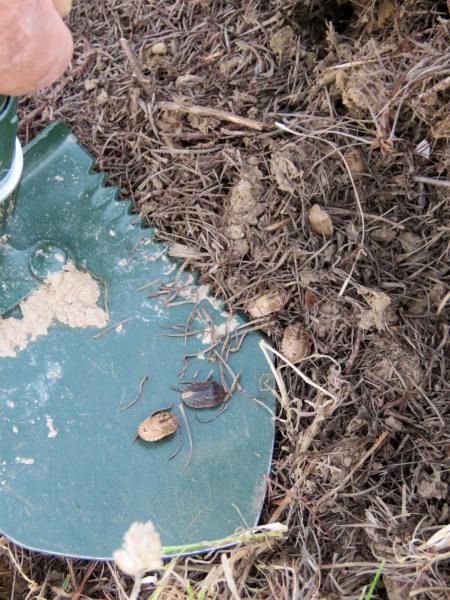 پایش کانونهای سن غلات در آباده پایش کانونهای سن غلات در آباده