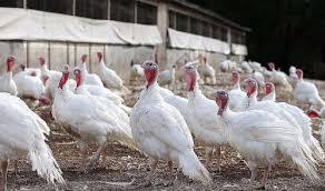 گیلان قطب تولید بوقلمون در کشور