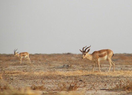 پایان سرشماری آهوان زنجانی در 2 منطقه استان