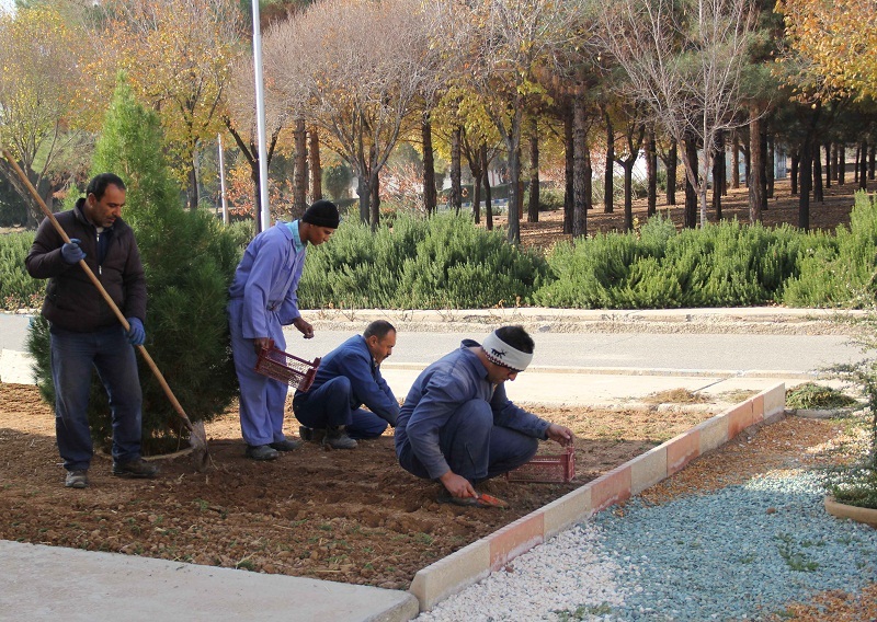 کاشت چمن کویری