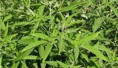 کاشت کاملینا در لارستان