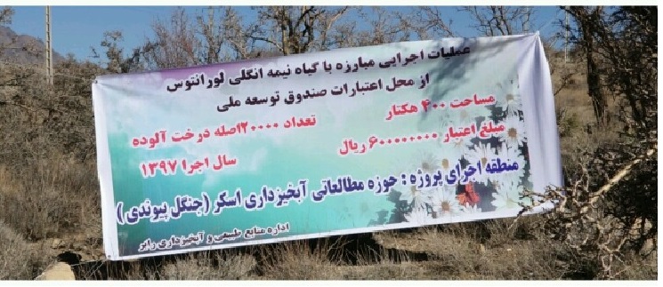 آغاز مبارزه با آفت گیاهی لورانتوس در رابر