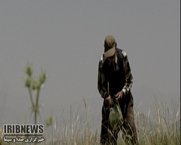 گزارش مکتوب: چهارمحال و بختیاری، قطب بزرگ تولید گیاهان دارویی کشور