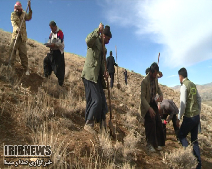 گزارش مکتوب: چهارمحال و بختیاری، قطب بزرگ تولید گیاهان دارویی کشور