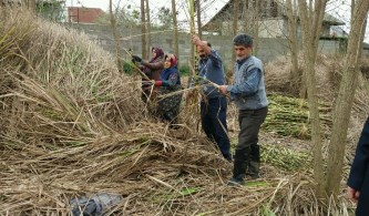 آغاز برداشت نیشکر در صومعه سرا