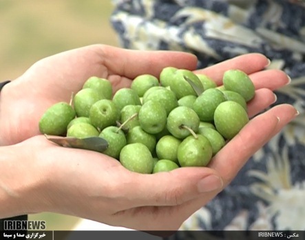 روغن زیتون گیلان، پیشرو در تولید اما در گیرو دار مشکلات