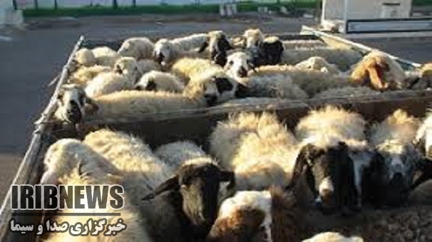 کشف  دام قاچاق در زنجان