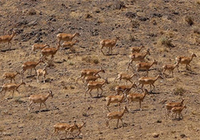 افزایش ۵۰ درصدی گونههای حیات و حش بختگان افزایش ۵۰ درصدی گونههای حیات و حش بختگان