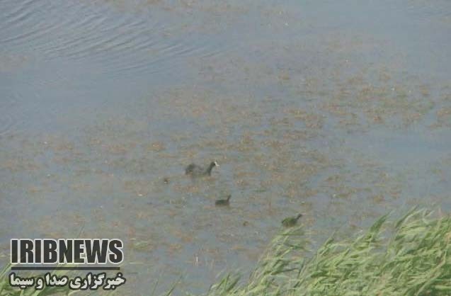 سیراب شدن تالابهای شهرستان مهاباد سیراب شدن تالابهای شهرستان مهاباد