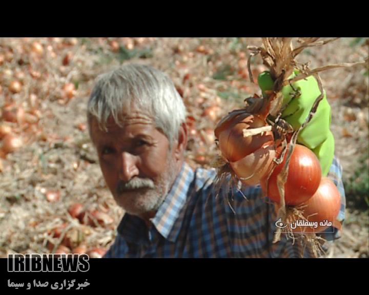 آغاز کشت پیاز در 2900هکتار از اراضی خراسان شمالی