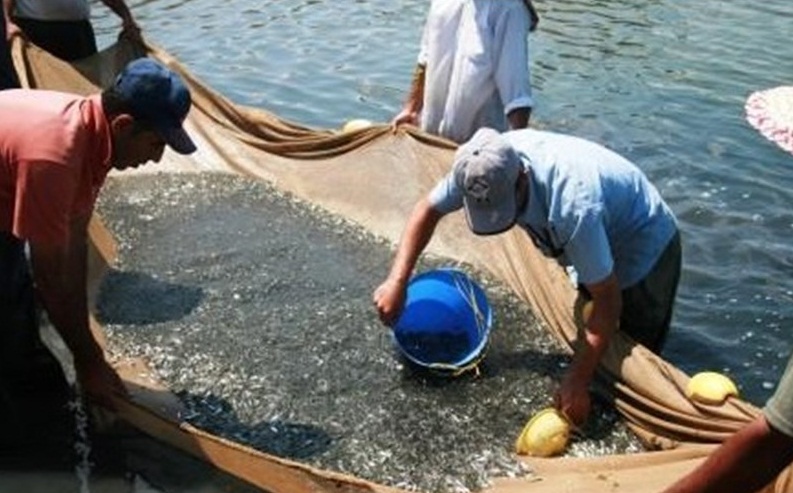 آغاز تکثیر بچه ماهی سفید در مازندران