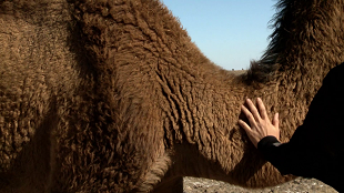 سوار بر کِشتی، در صحرای قم