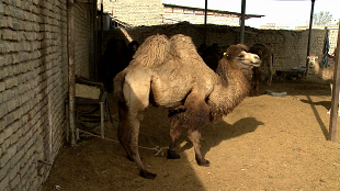 سوار بر کِشتی، در صحرای قم