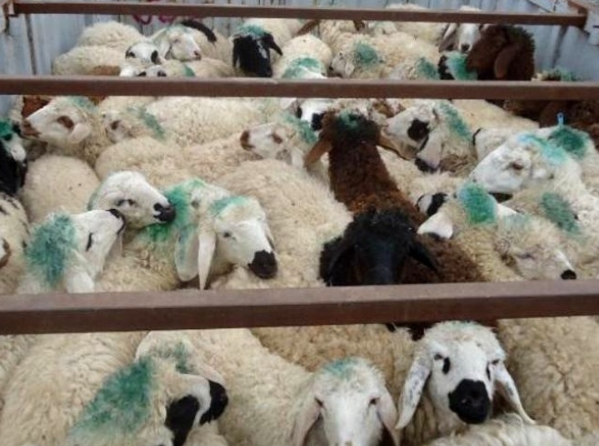 کامیون حامل ۷۳ راس احشام قاچاق