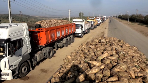 رونق تولید شکر با حمایت از چغندرکاران