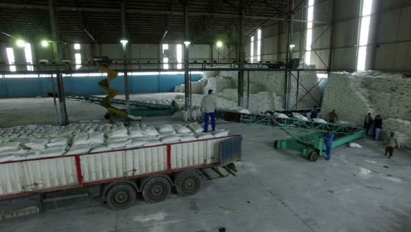 رونق تولید شکر با حمایت از چغندرکاران