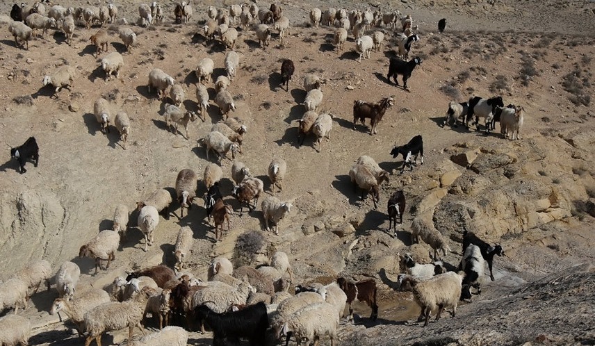 زنگ کوچ عشایر جنوب فارس به صدا درآمد