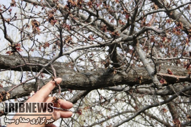 سرمای ناخوانده و هشدار به باغداران مهابادی