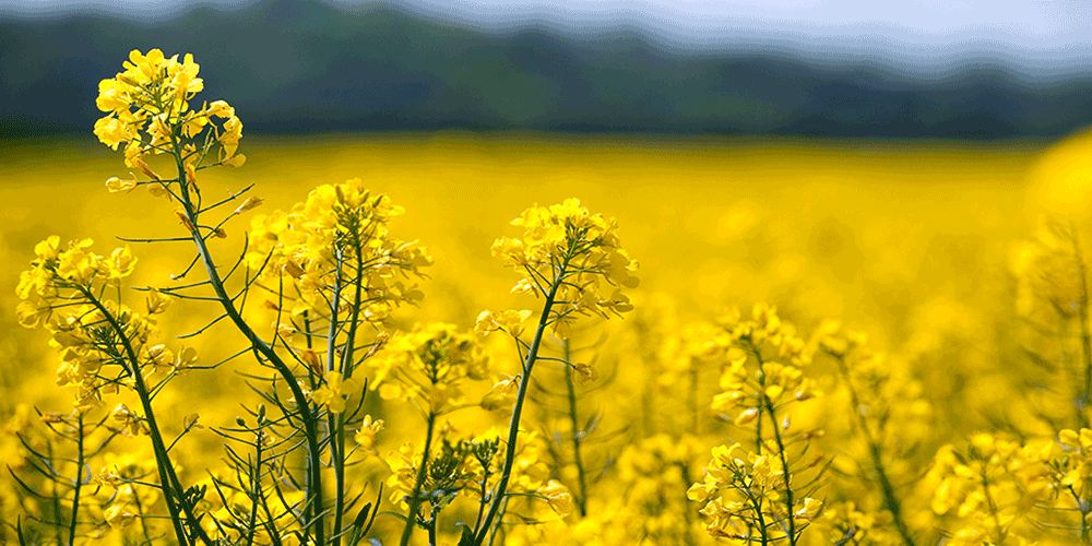 افزایش کشت کلزا در قیروکارزین