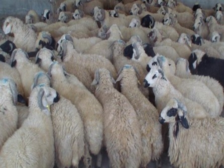 پلاک گذاری 250هزار رأس دام در خراسان شمالی