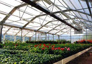 افزایش ۵۰ هکتاری گلخانههای مازندران