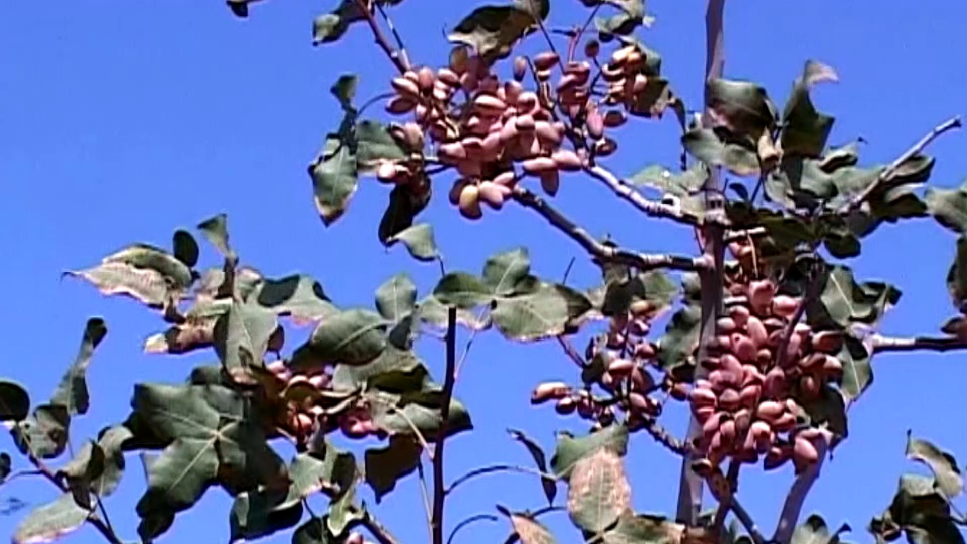 هشت کشاورز آران و بیدگلی در جمع کشتارزان نمونه ملی و استانی هشت کشاورز آران و بیدگلی در جمع کشتارزان نمونه ملی و استانی