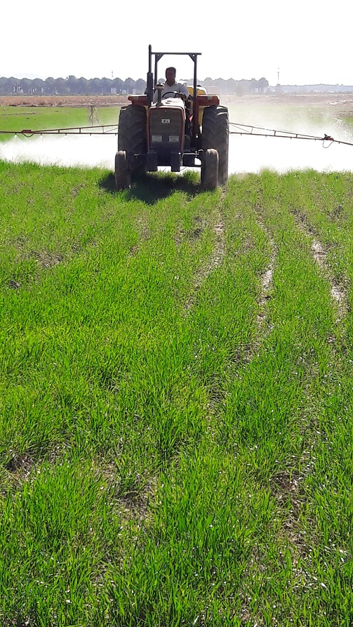 آغازمرحله داشت مزارع گندم در شهرستان فراشبند آغازمرحله داشت مزارع گندم در شهرستان فراشبند