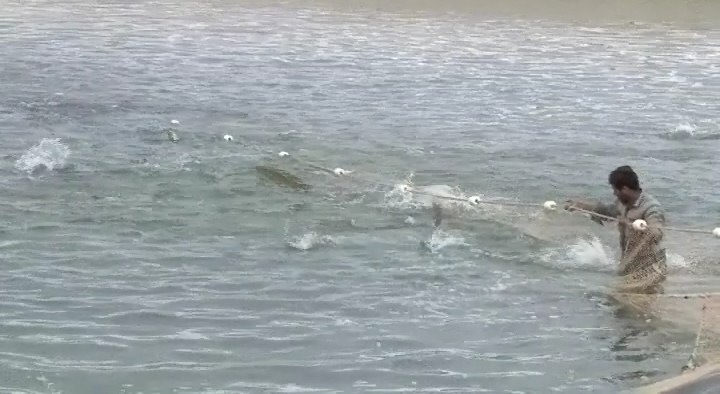 تولید 9 تن ماهی در استخرهای پرورش ماهی شهرستان خوروبیابانک تولید 9 تن ماهی در استخرهای پرورش ماهی شهرستان خوروبیابانک