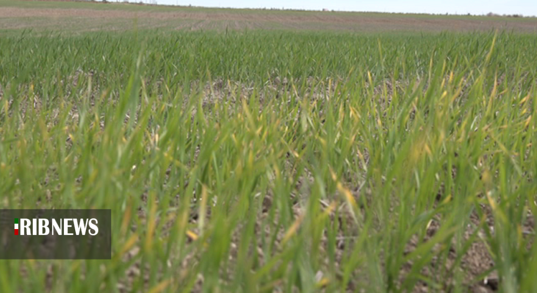 حال محصولات کشت پائیزه خوب نیست