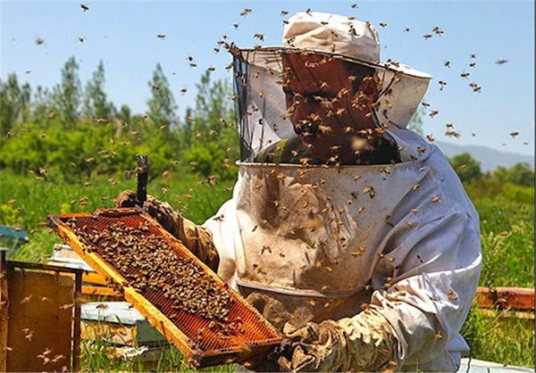 نبود بازار های جدید جهانی برای شهدشفابخش