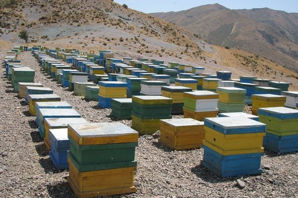 نبود بازار های جدید جهانی برای شهدشفابخش