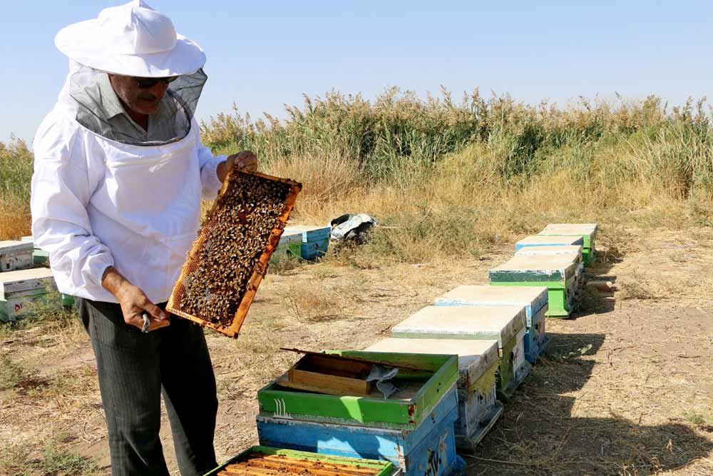 نبود بازار های جدید جهانی برای شهدشفابخش