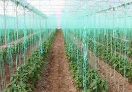 آغاز بهره برداری از بیش از 240 طرح کشاورزی در خراسان رضوی