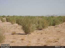 اختصاص ۴ میلیارد تومان از صندوق توسعه ملی به منابع طبیعی اسفراین