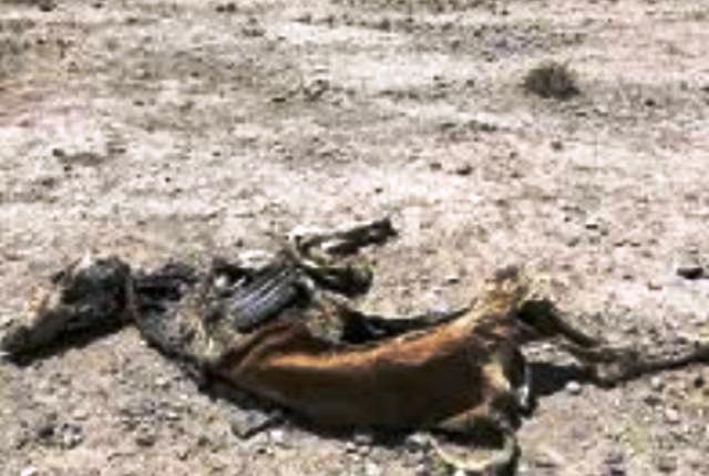 کشف 30 تن لاشه حیوانی در بیضا