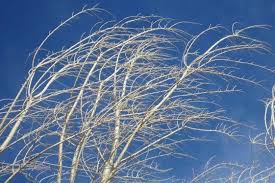 کاهش دما و وزش باد شدید پدیده غالب استان مرکزی