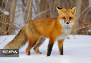 روباه گرسنه مهمان خانه ای در روستای قره خان مهاباد