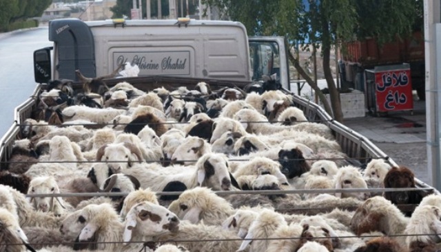 کشف گوسفند قاچاق در نی&zwnj;ریز