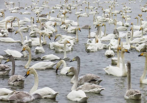 تالاب سرخرود میزبان بیش از ۵۰۰ بال قو +فیلم