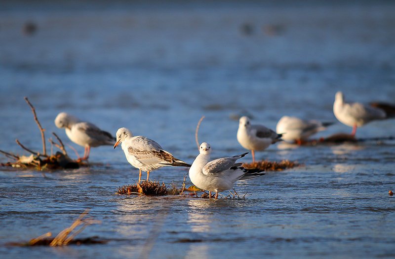 تالاب های صومعه سرا زیستگاه زمستانه پرندگان وحشی تالاب های صومعه سرا زیستگاه زمستانه پرندگان وحشی
