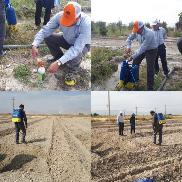 قوی با دانه‌های روغنی