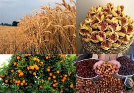 قوی با دانه‌های روغنی