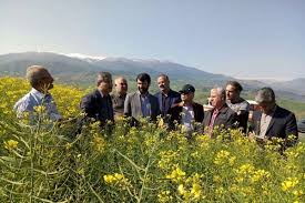 قوی با دانه‌های روغنی